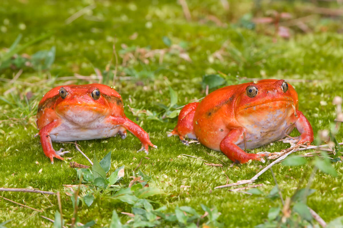 Dos ejemplares de rana tomate.