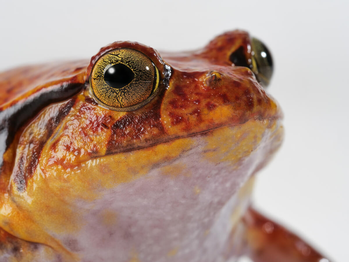 Un detalle de los ojos de una rana tomate.