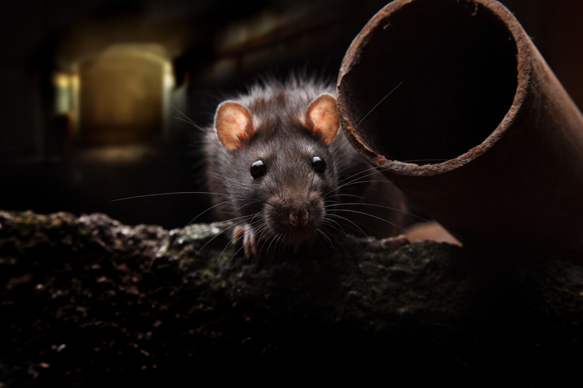 Rats are animals that live hidden in your house.