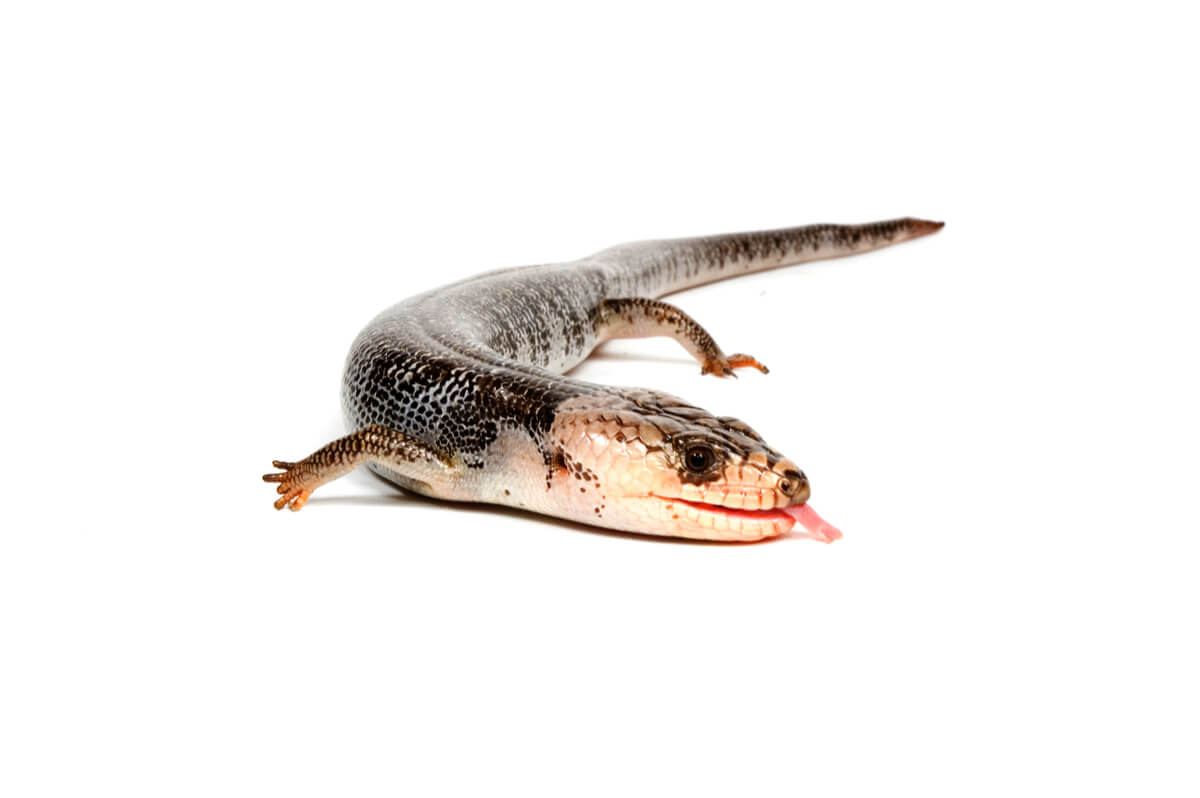 Un lagarto de lengua rosa.