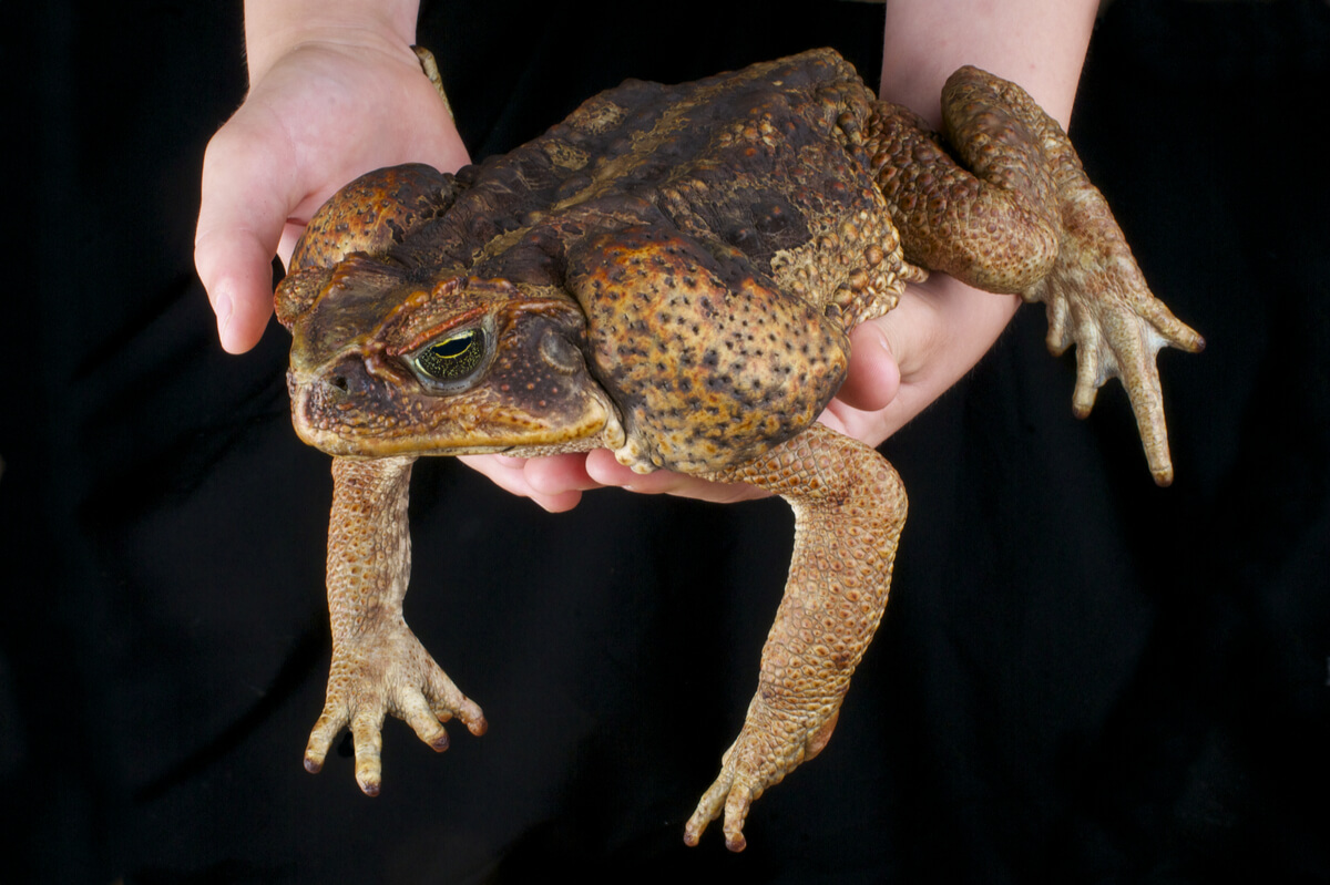 A cane toad is caught by a person.