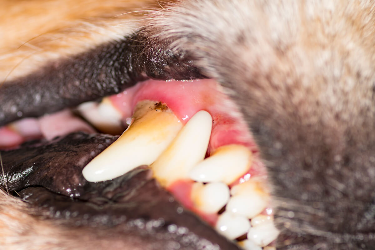 A boca de um cachorro.