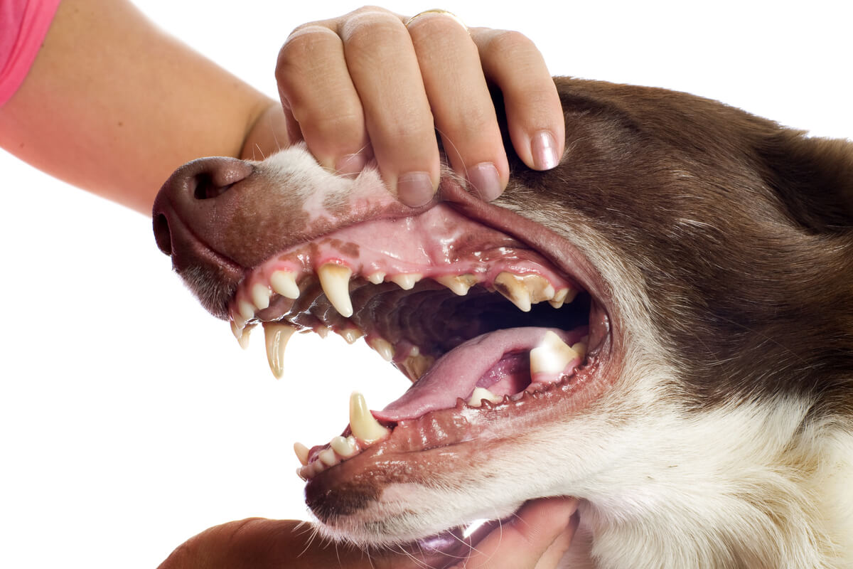 The consequences of tartar in dogs can be mild or severe.