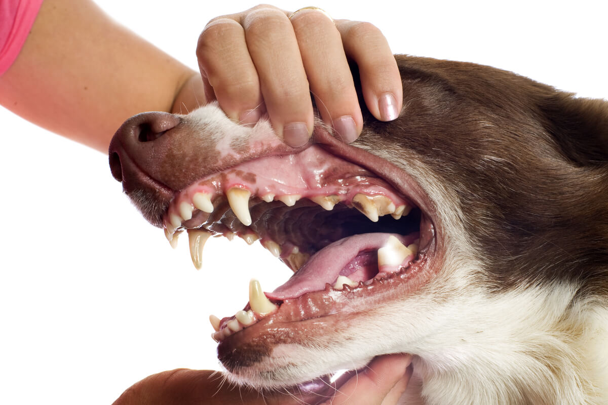 Le conseguenze del tartaro nei cani possono essere lievi o gravi.
