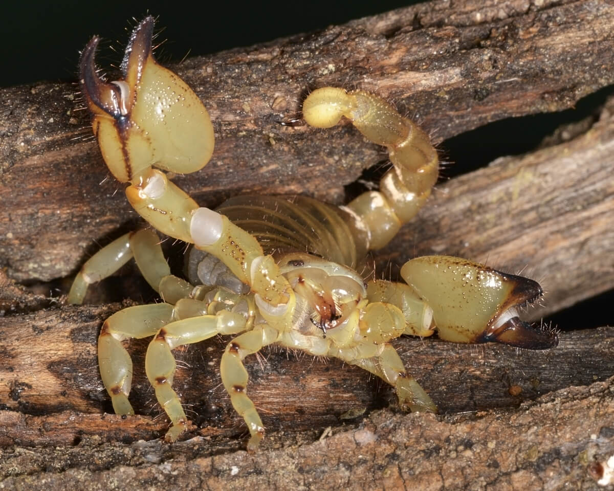 Un ejemplar de Scorpio maurus enseña las pinzas.