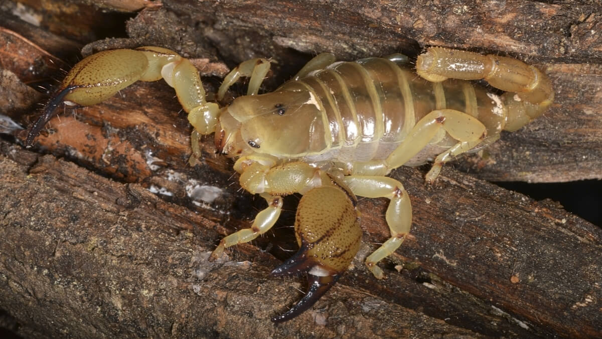 Scorpio maurus sobre madera.