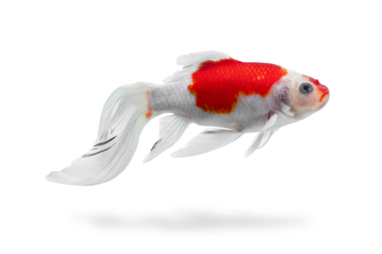 Septicemia hemorrágica viral en peces