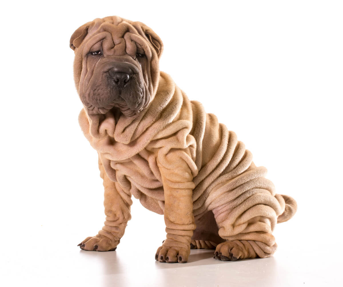 Un Shar Pei sobre fondo blanco.