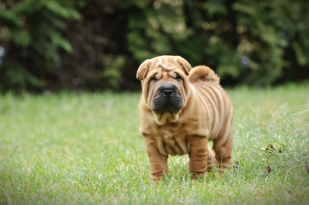Un shar pei.