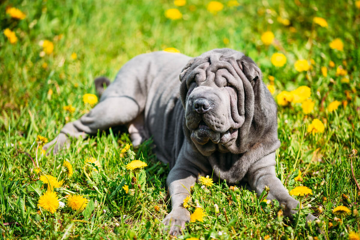 A grey sharpei lying in the grass.