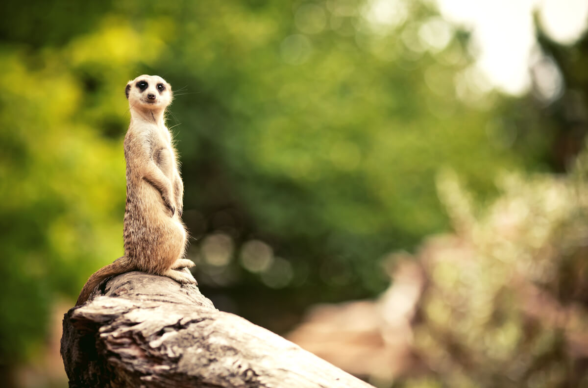 Los suricatos son animales que viven en madrigueras.