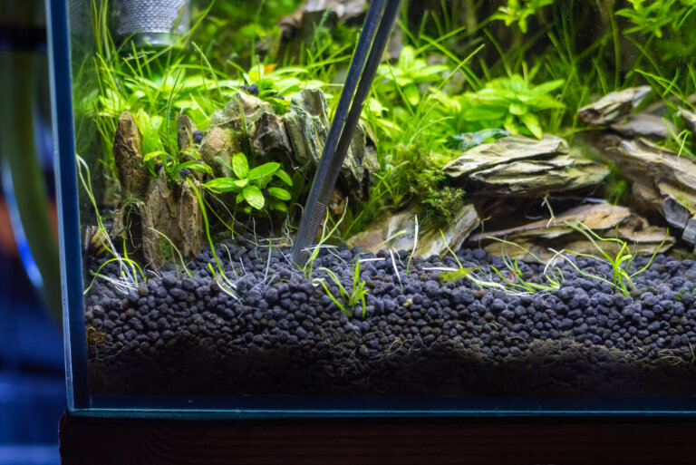 Los 4 tipos de sustrato para el acuario
