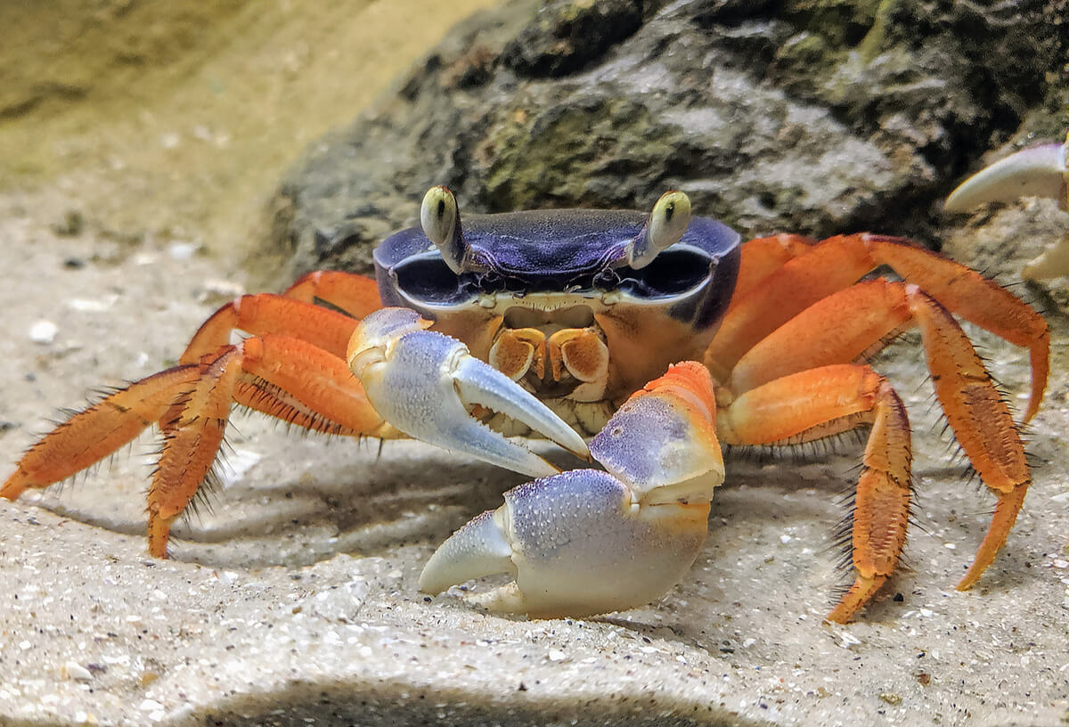 En krabba på ett underlag av sandtyp.
