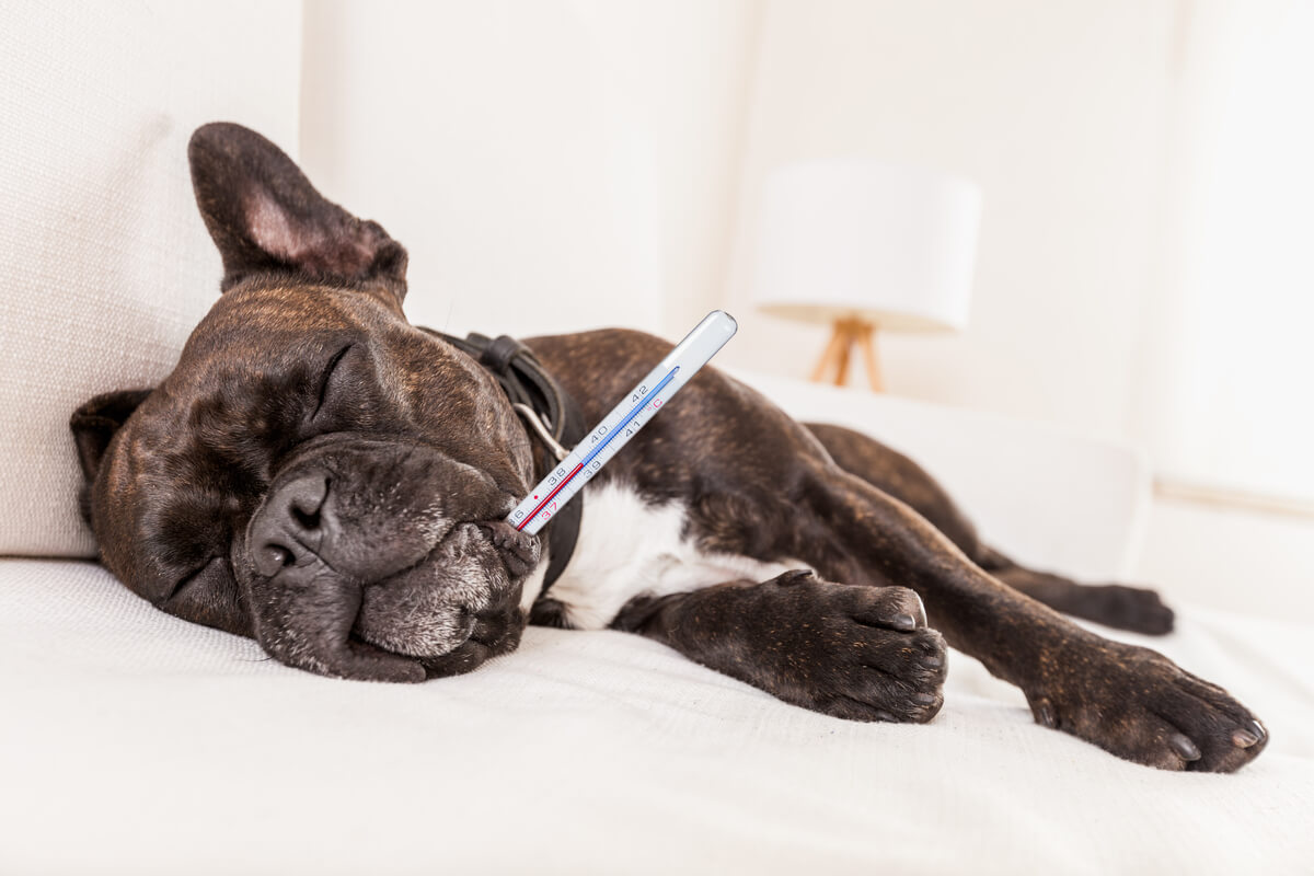 La temperatura corporal en perros y gatos se mide con termómetros.