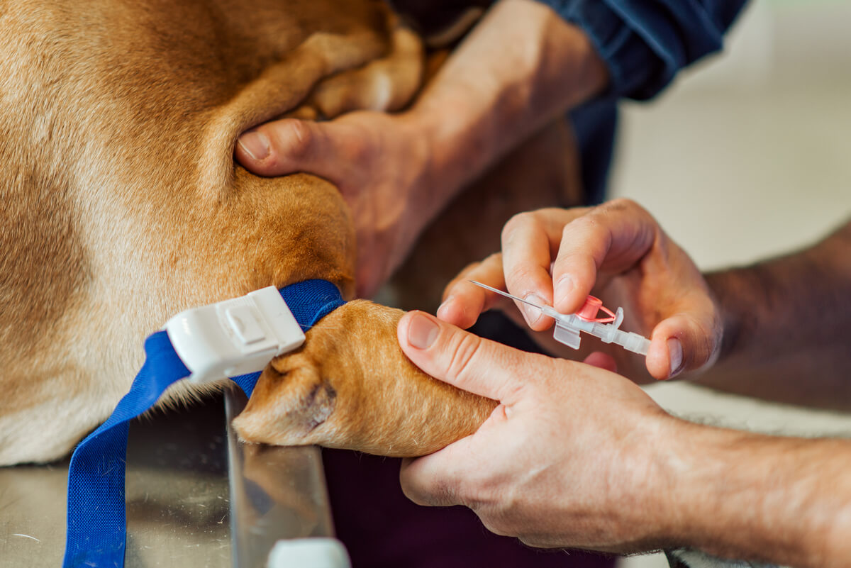 La terapia intravenosa en mascotas puede acarrear ciertos peligros.