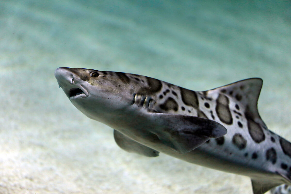 Un tiburón leopardo sobre la arena.