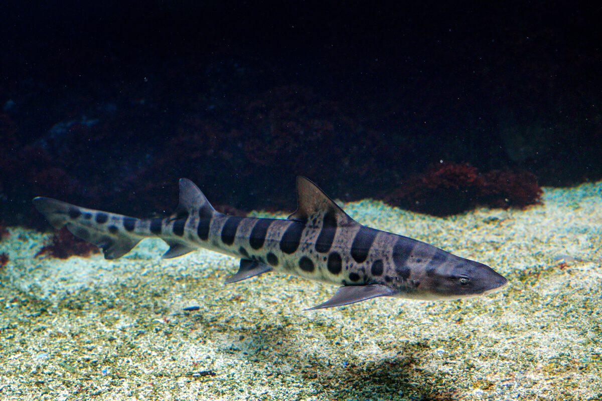 Un tiburón leopardo en el fondo.