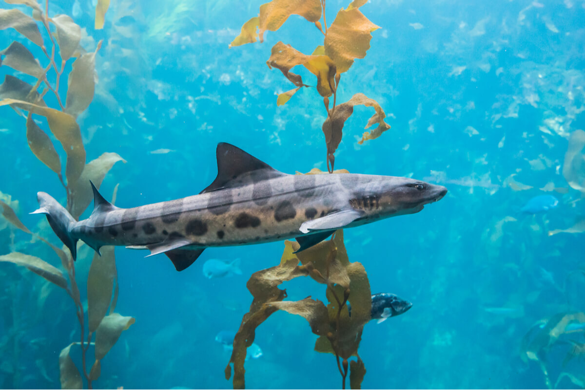 6 curiosidades del tiburón leopardo