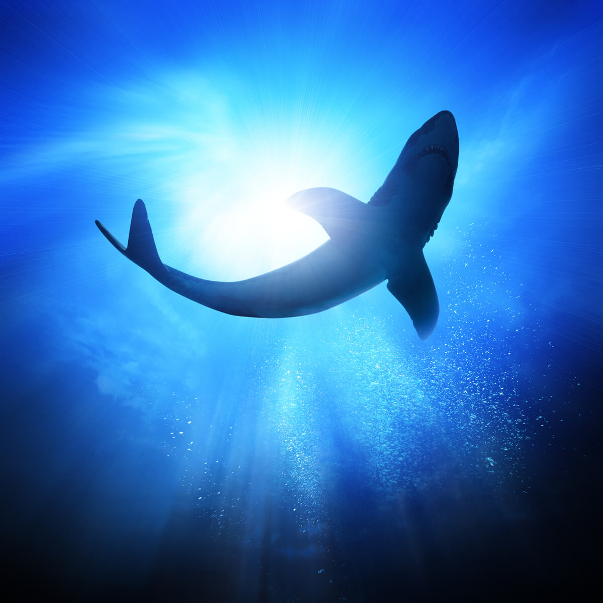 Haie pflegen dauerhafte Beziehungen - ein Hai von unten