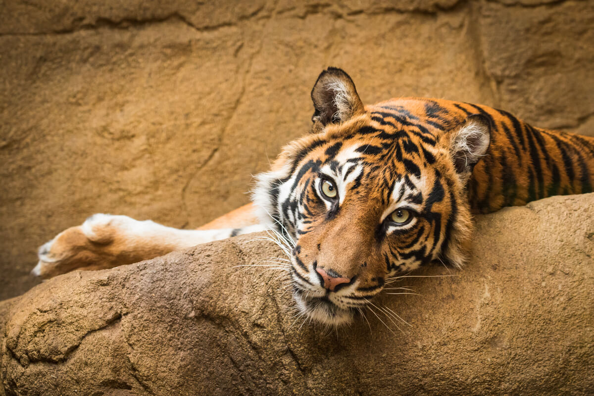 Un tigre en un zoológico.