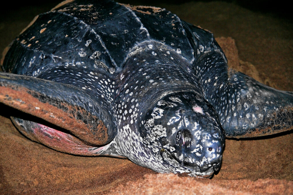 Las crías de tortuga laúd: ¿por qué se desorientan? - Mis Animales