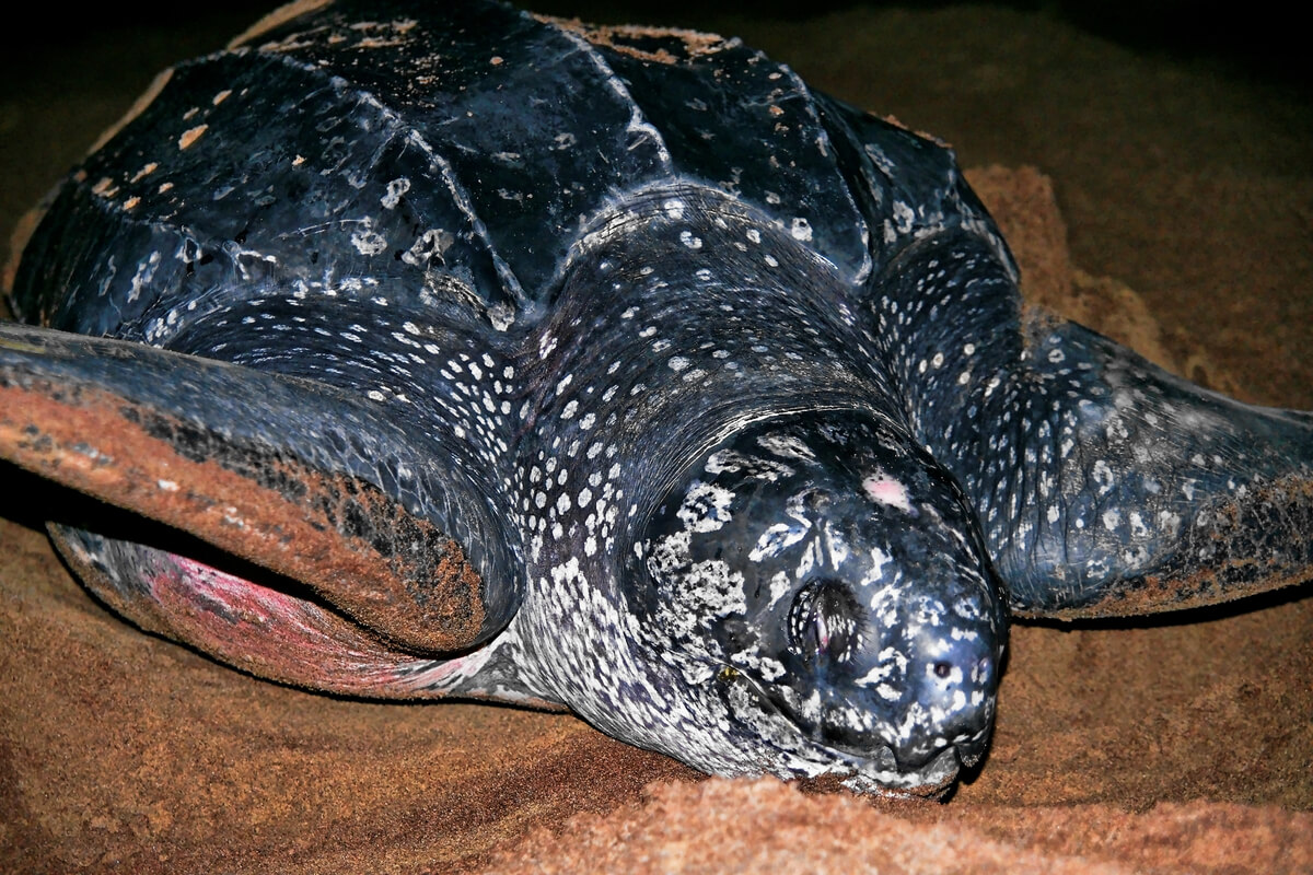 A leatherback sea turtle on the sand.