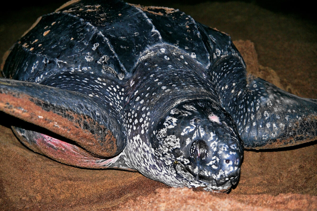 ¿Cómo respiran los reptiles?