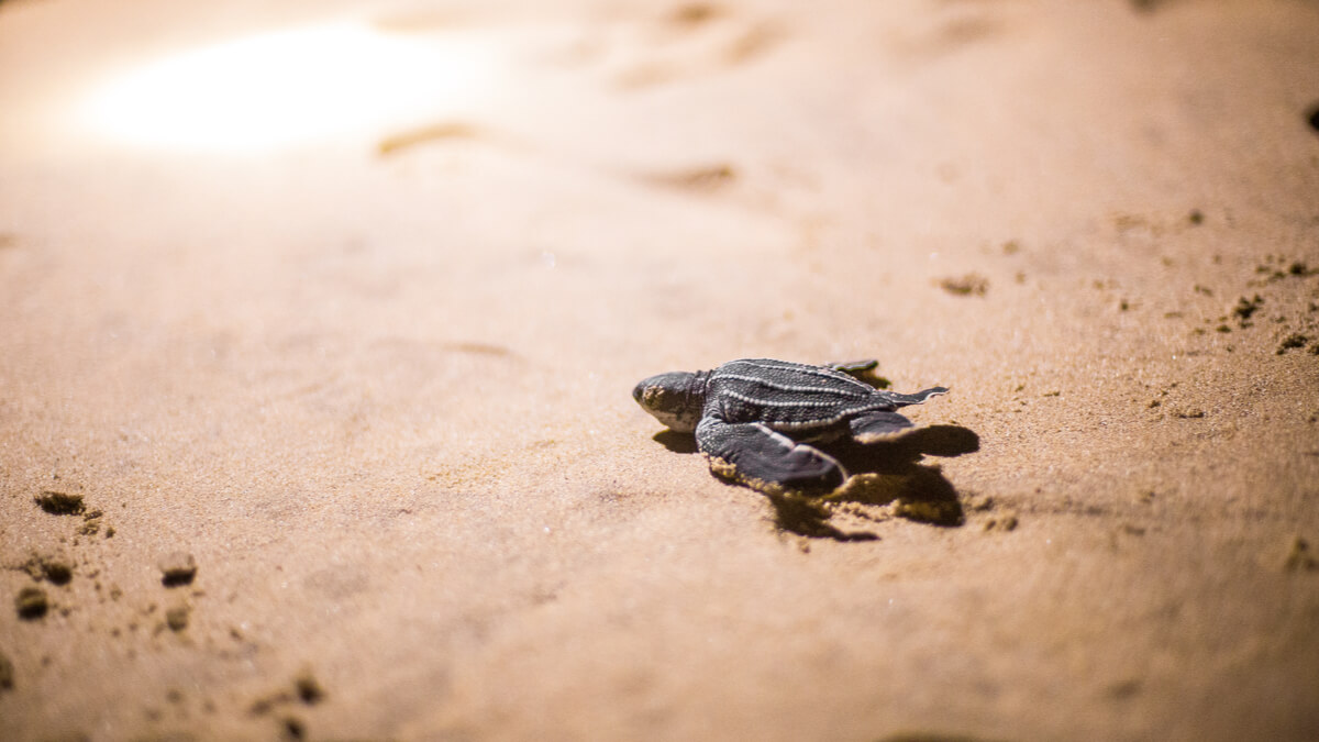 Una tortuga laúd se dirige al mar.
