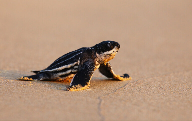 Las crías de tortuga laúd: ¿por qué se desorientan?