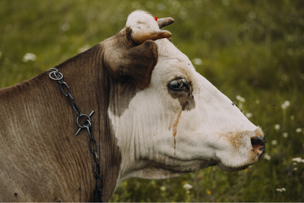 Una vaca llorando ejemplifica la tristeza bovina.