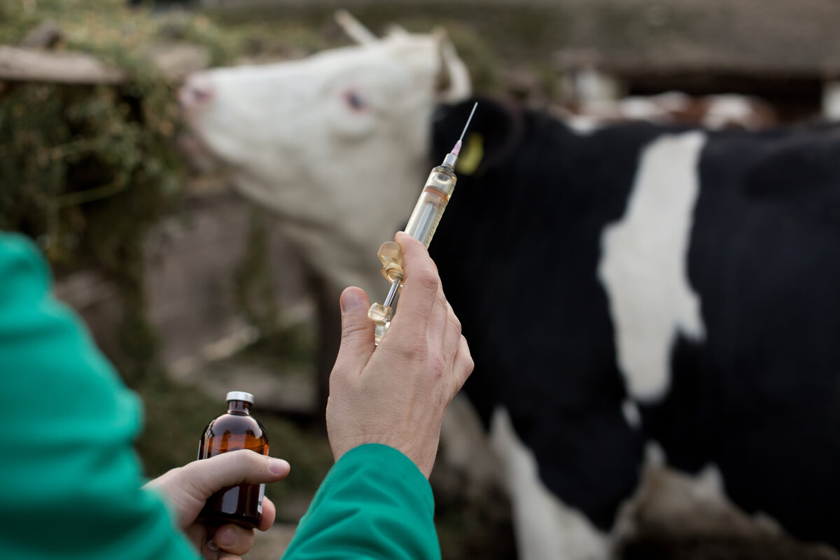 Una vaca a punto de ser vacunada.