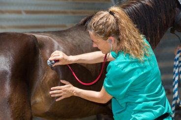 ¿Qué es la adenitis equina?