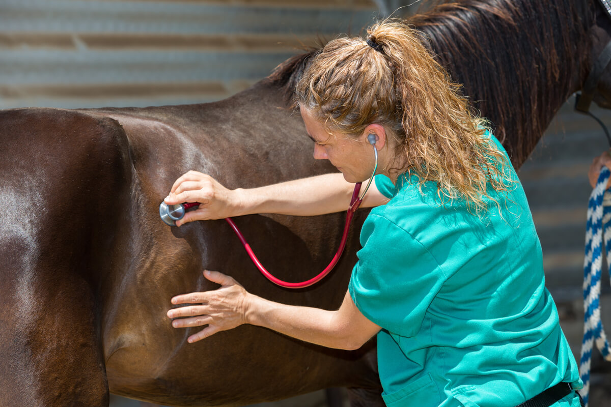 A veterinarian analyzing a horse.