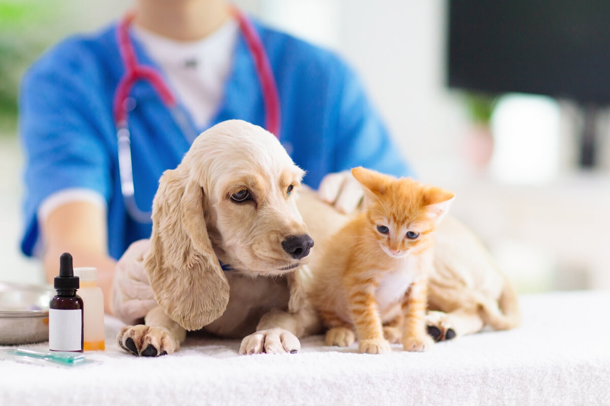 A veterinarian analyzes a dog and a cat.