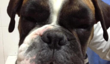 Angioedema en perros: causas, síntomas y tratamiento