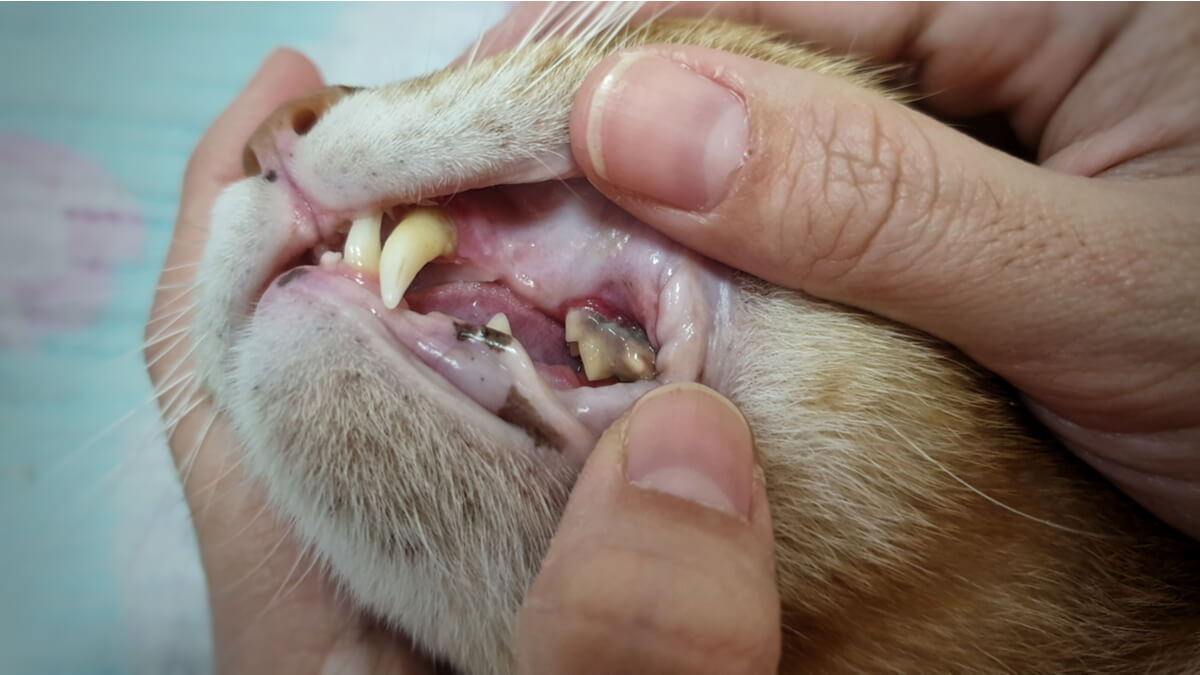 Un absceso en la boca de un gato.