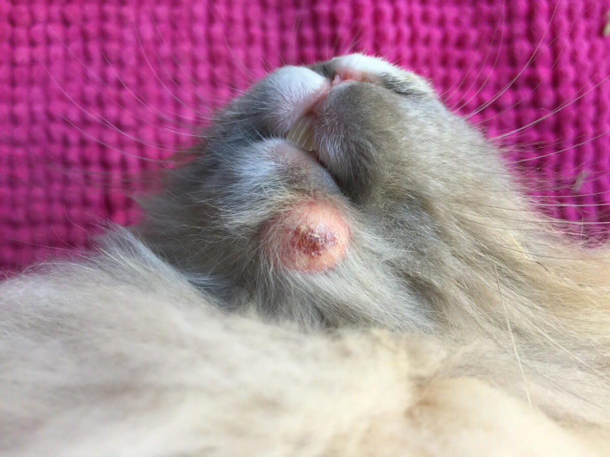 Les abcès chez le lapin sont compliqués à traiter.