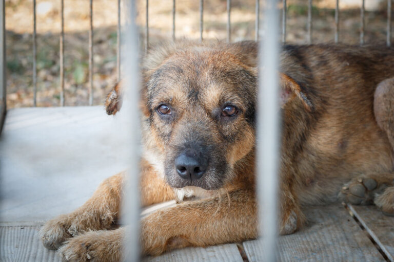 ¿Cómo identificar a un maltratador animal?