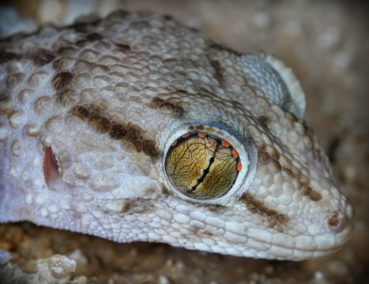 Un ejemplo de ácaros en los ojos de los reptiles.