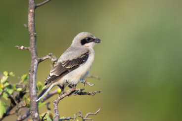 Los pájaros verdugos que hacen temblar a las rapaces
