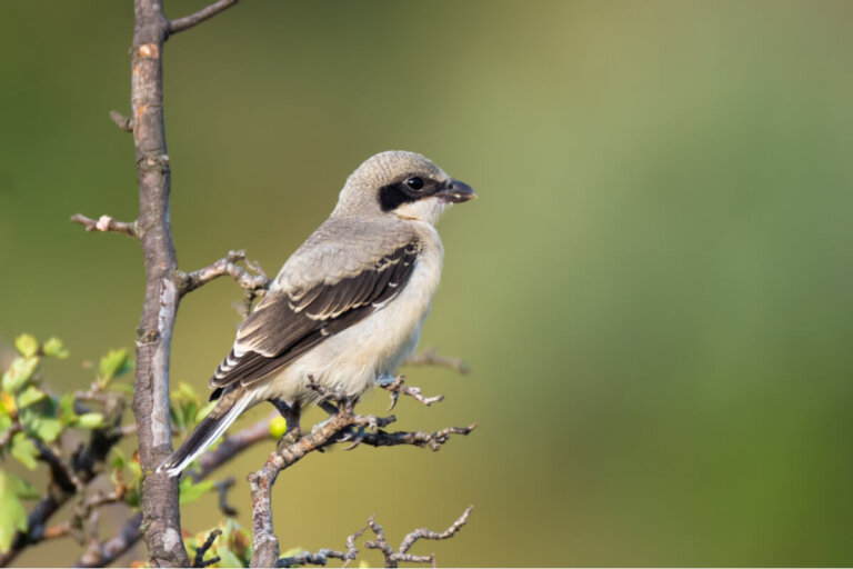 Los pájaros verdugos que hacen temblar a las rapaces