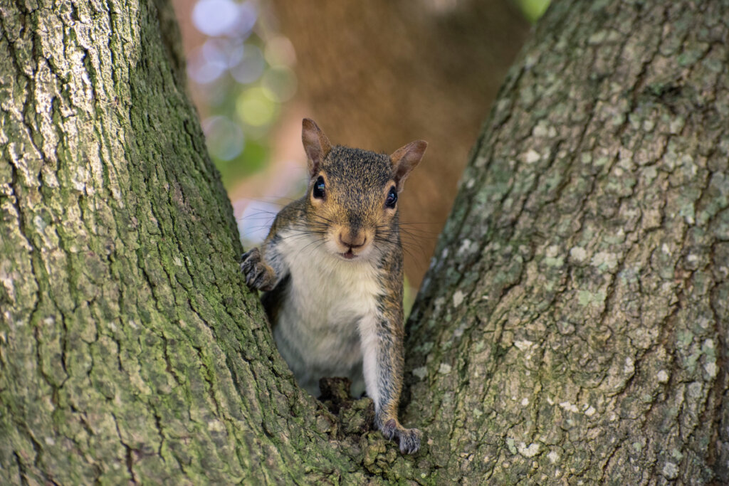 Una ardilla gris sobre un árbol.