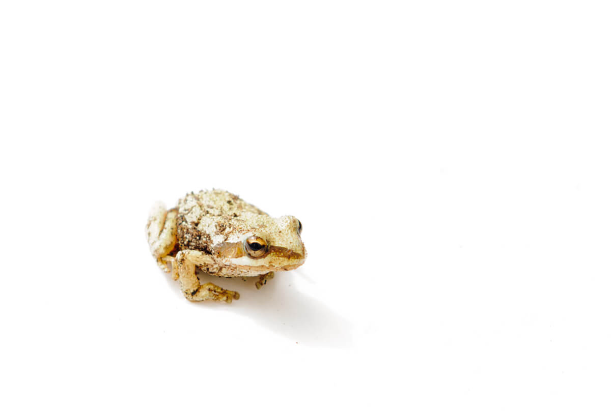 Uno de los sapos más extraños del mundo.