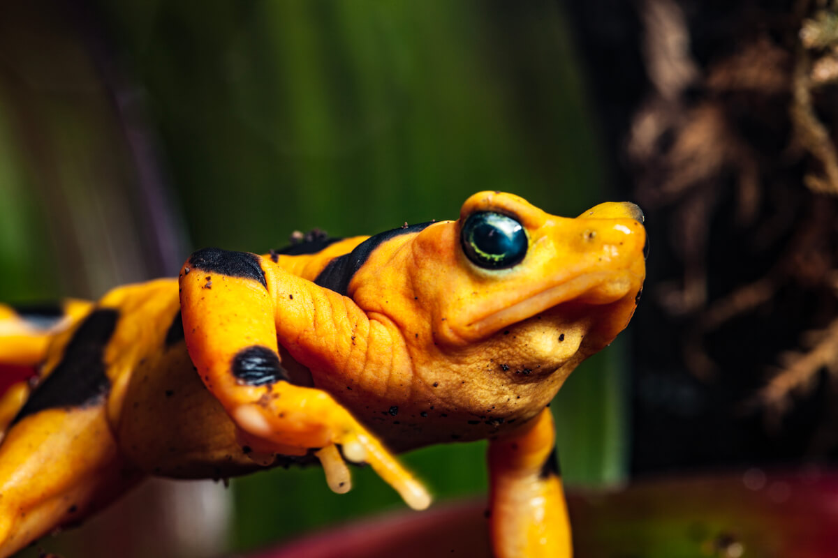Una especie de rana.