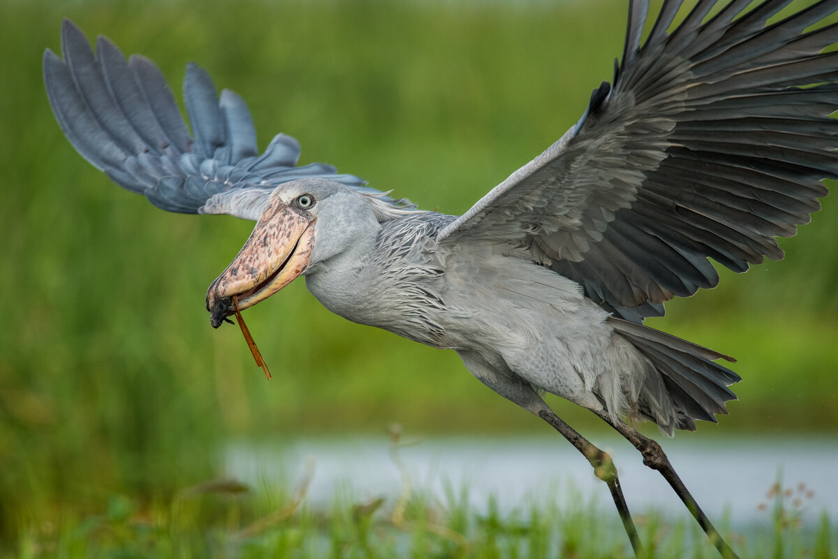 Un picozapato volando.