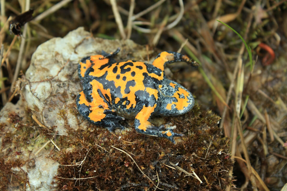 L'un des crapauds les plus étranges du monde.