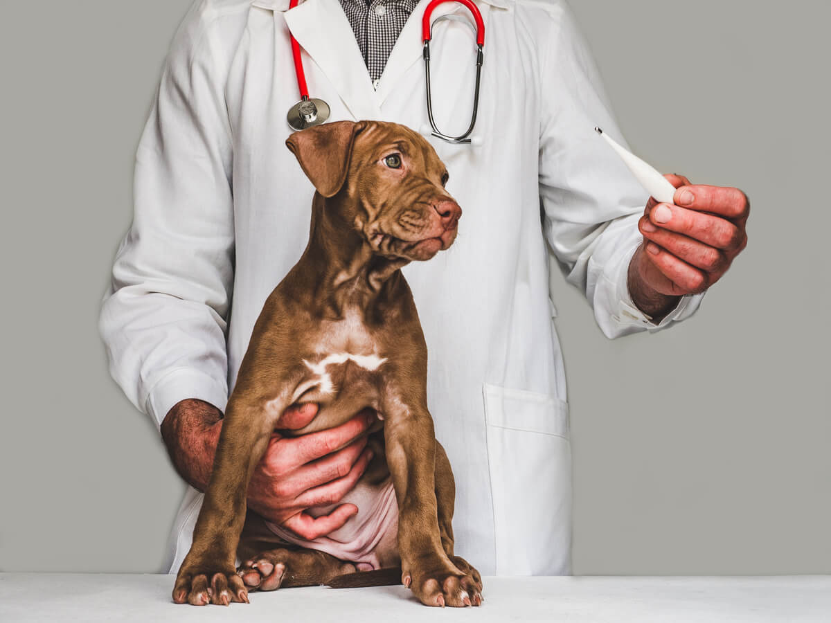 Un perro con enfermedad renal poliquística.
