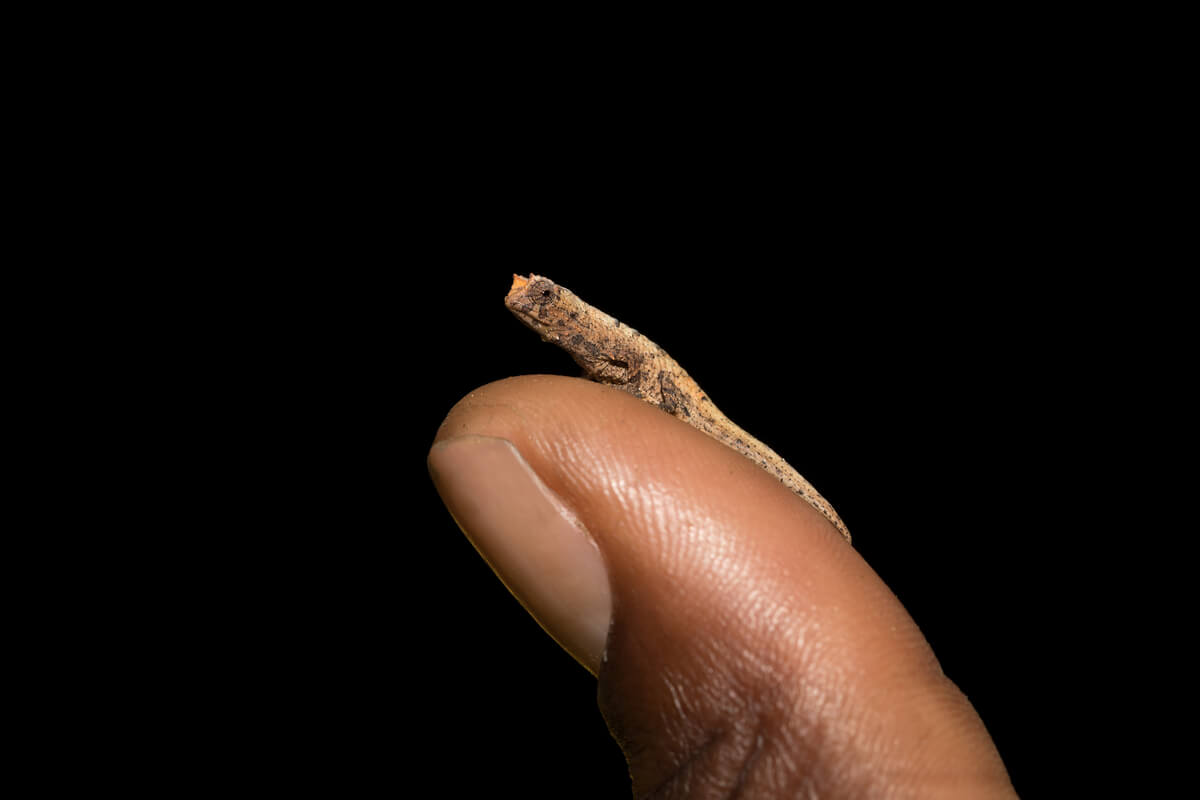 Un camaleón enano sobre un dedo.