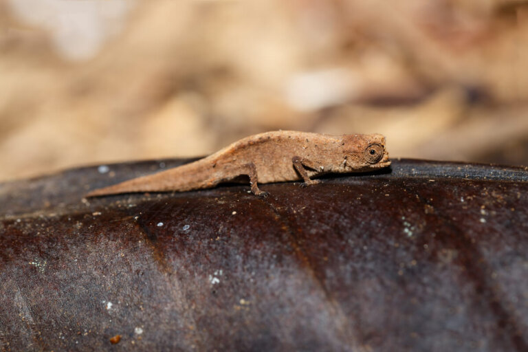 El camaleón enano (Brookesia micra): hábitat y características
