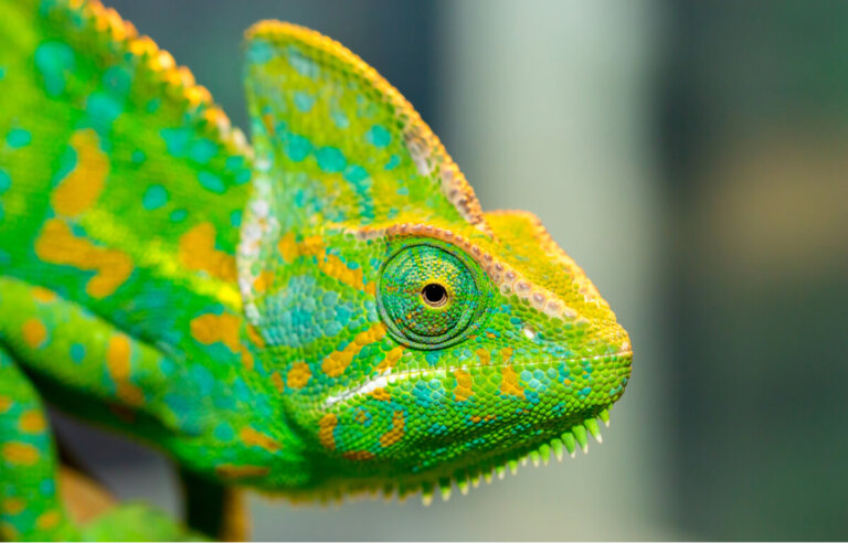 Enfermedad ósea metabólica (EOM) en reptiles: síntomas y tratamiento